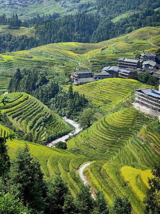 梯田和背景中的山脉 一片绿色的山谷