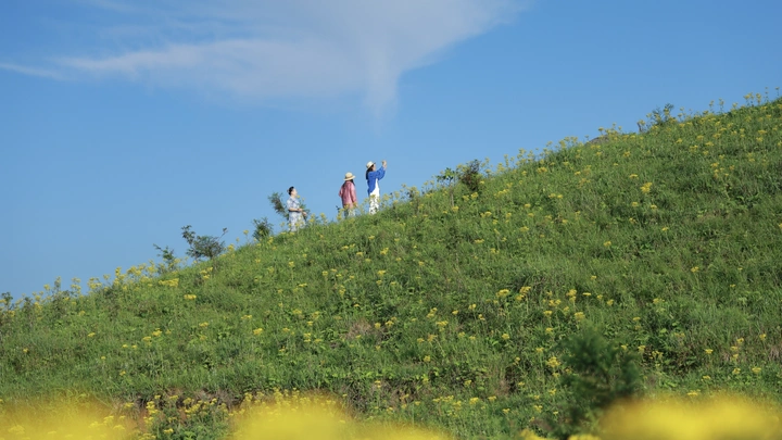 夏日里的小黄花