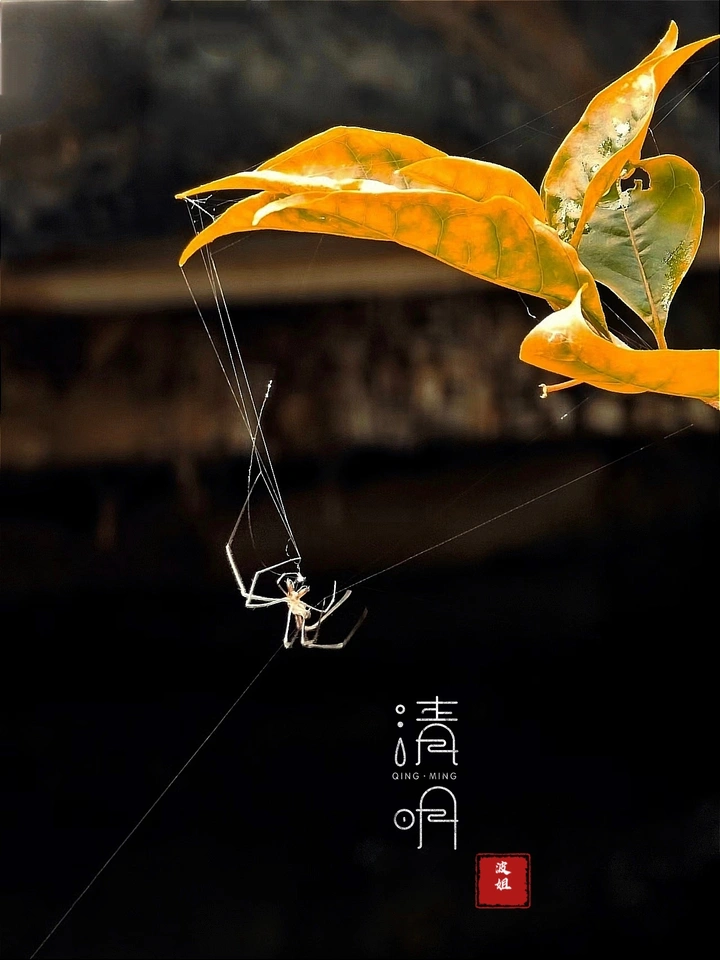 蛛丝清明节气图