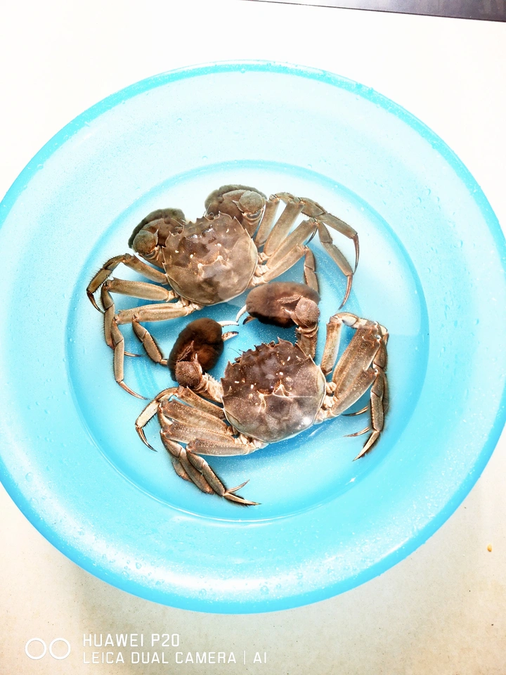 螃蟹的命运