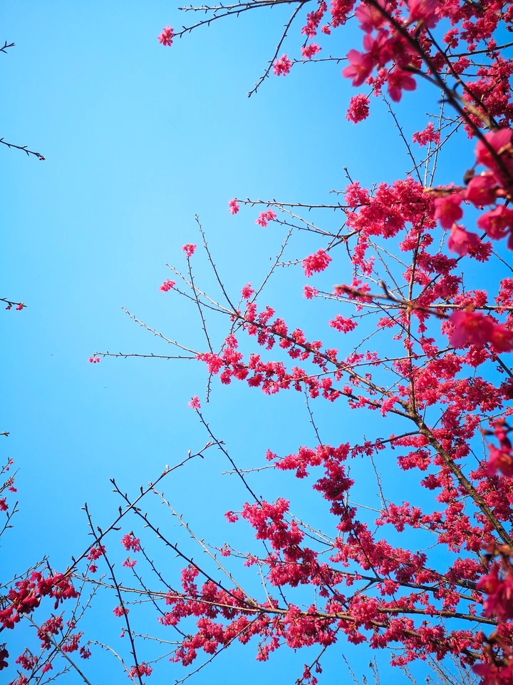 春暖花开正当时