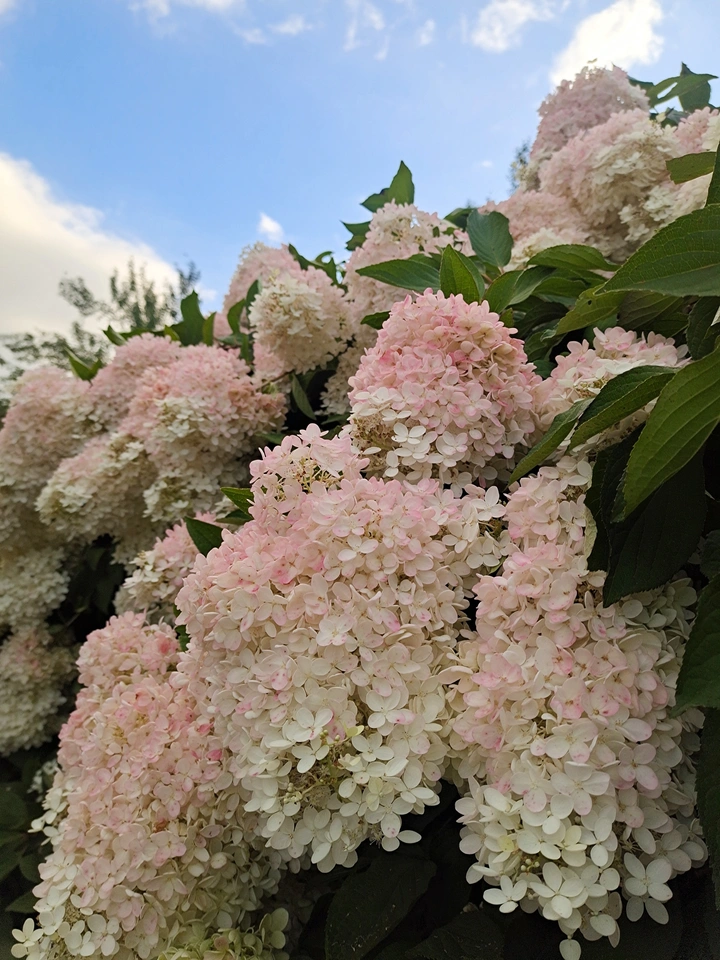 绣球花
