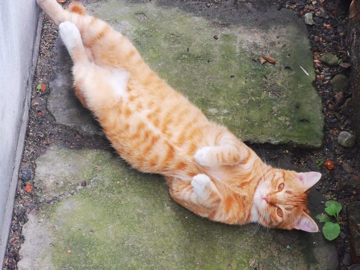 绿石猫