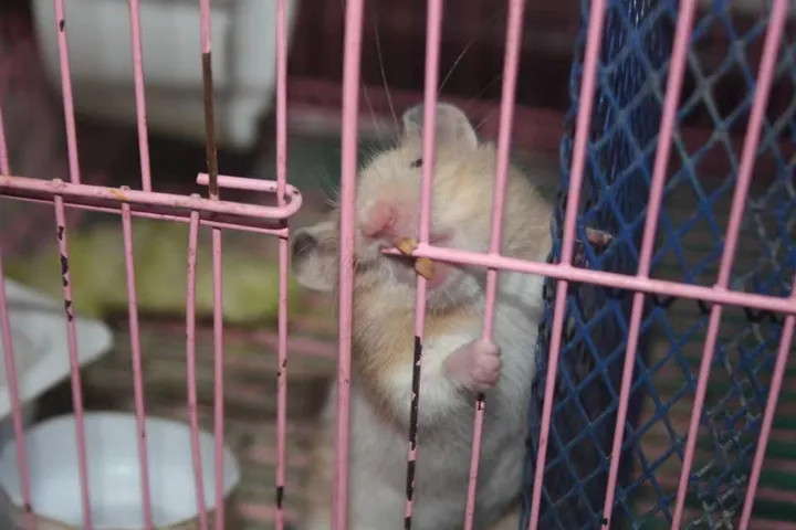 仓鼠