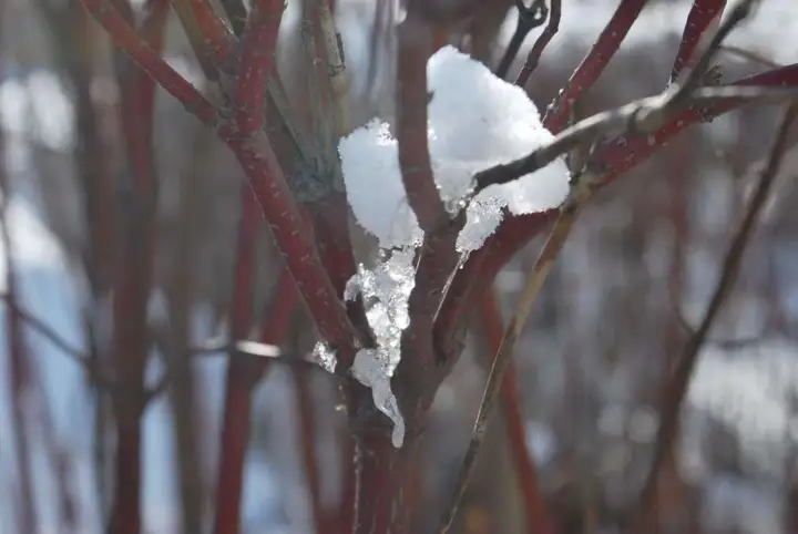 雪花