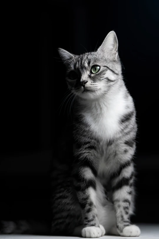 一只眼睛深色的小猫坐在黑色背景上