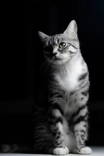 一只眼睛深色的小猫坐在黑色背景上