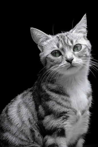 一张黑白照片 一只灰色的猫咪抬头 眼睛发亮