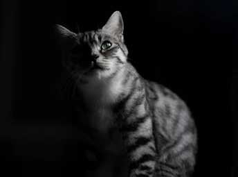 一只黑白相间的猫坐在一个黑暗的房间里的一把椅子上