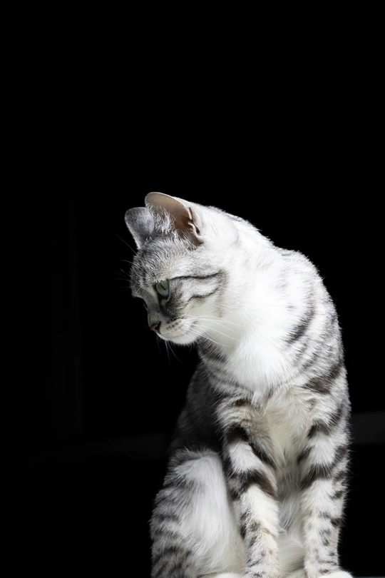 一只小白色猫咪坐在黑色背景上