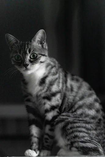 一只黑白相间的小猫坐在桌子上