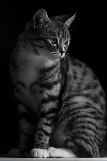 一只黑白相间的小猫坐在桌子上