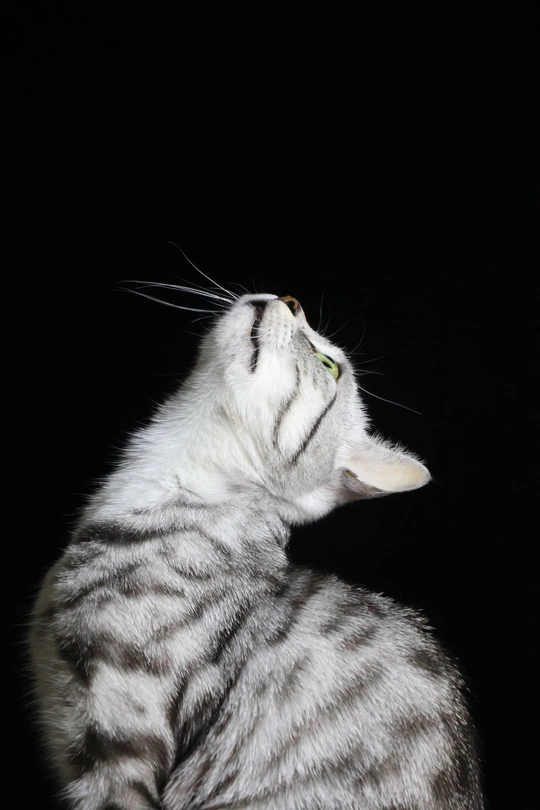 一只白色的猫咪在黑暗中抬头