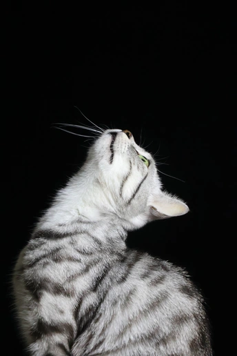 一只白色的猫咪在黑暗中抬头