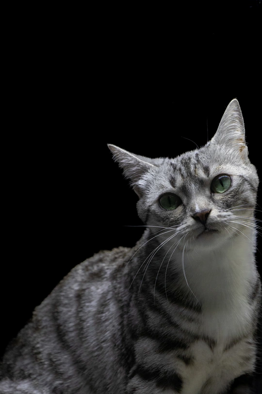 一只灰白相间的猫坐在黑色背景上