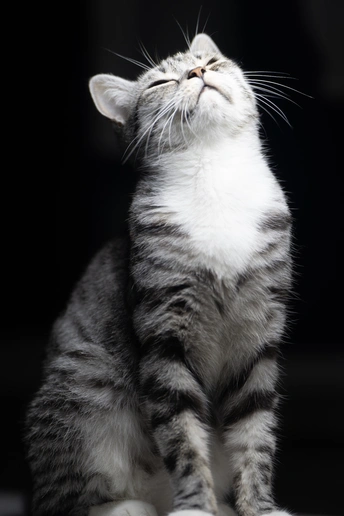 一只小灰白相间的猫坐在黑色背景上