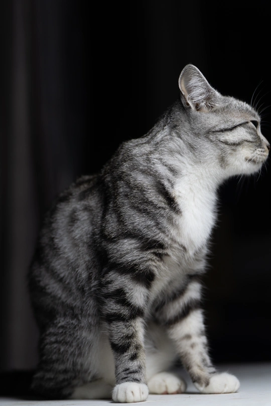 一只黑白相间的猫站在黑色背景上 抬头向上看