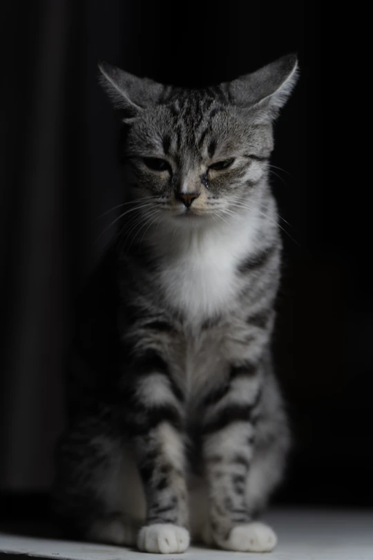 一只灰白相间的条纹猫坐在窗户前看着相机