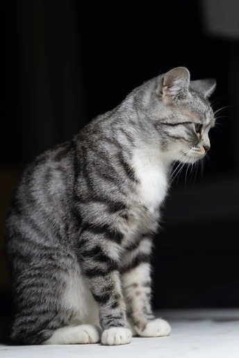 一只灰白色的猫坐在地上