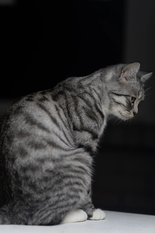 一只灰色的猫坐在一个白色的表面上