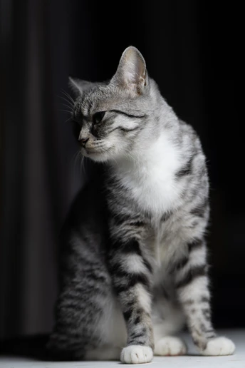 一只灰白色的小猫坐在一张白色桌子上