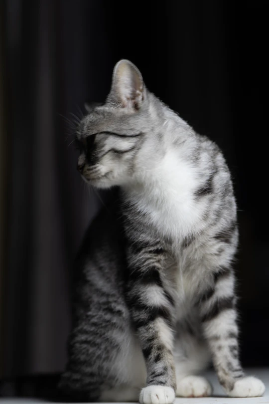 一只小猫坐在白色表面上