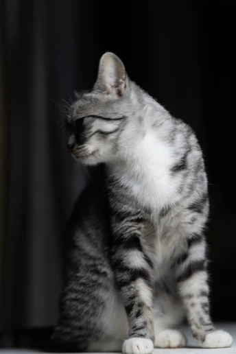 一只小猫坐在白色表面上