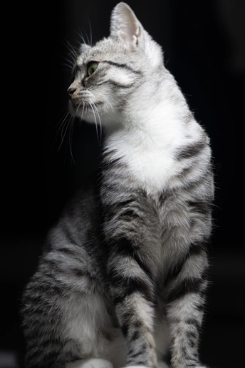 一只灰白相间的猫在黑色背景上抬头