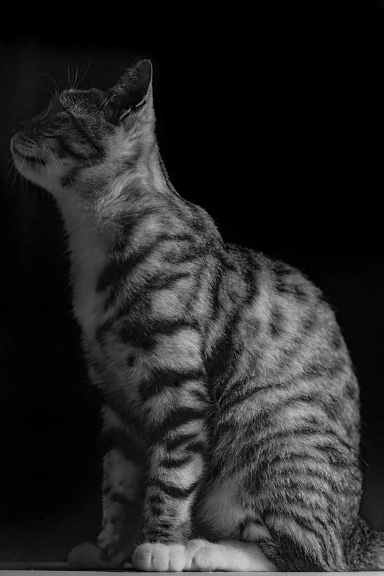 一只黑白相间的猫抬头看