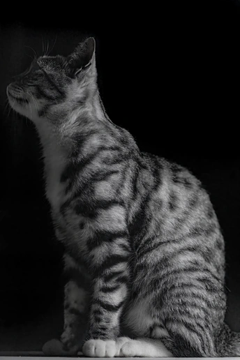 一只黑白相间的猫抬头看