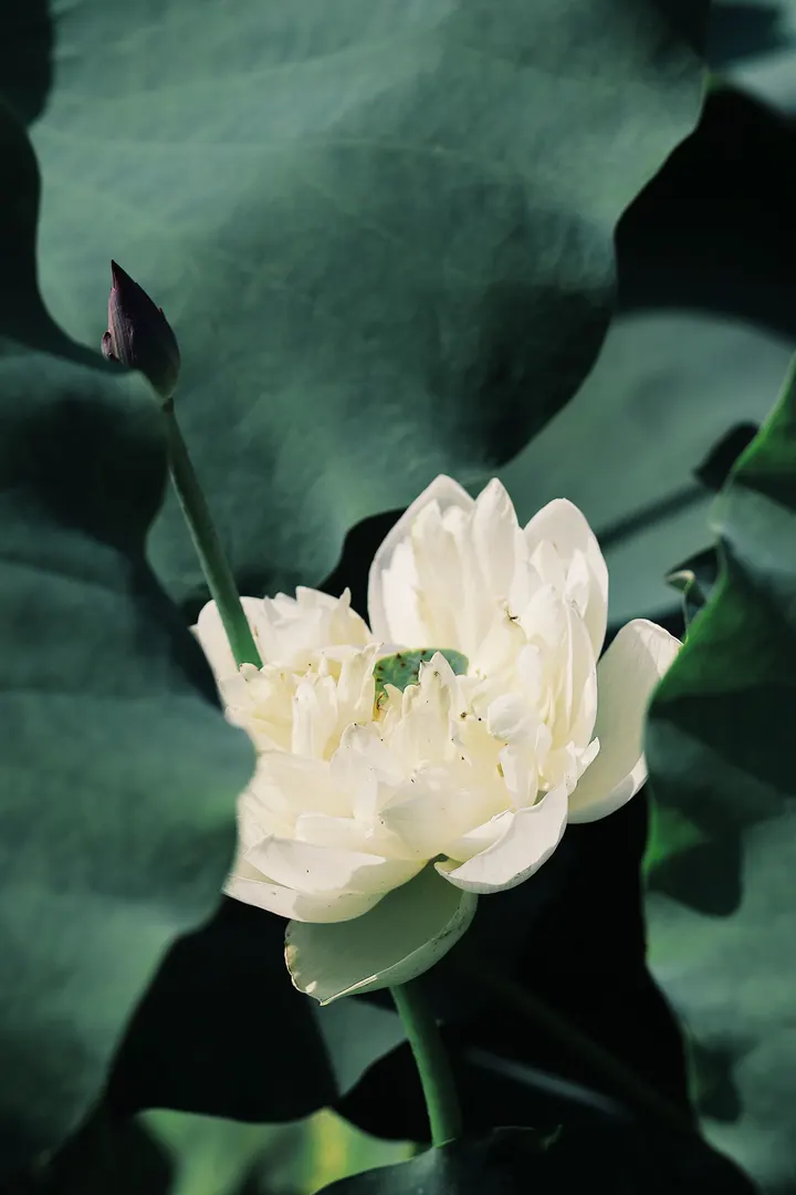 荷