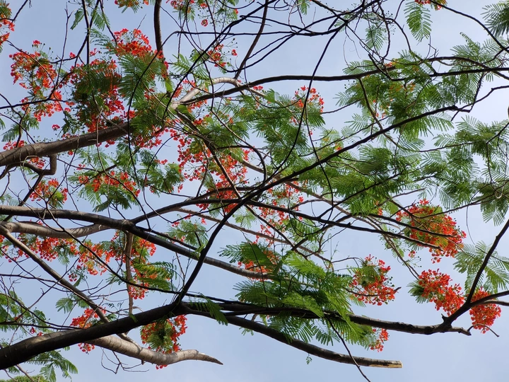 春之树