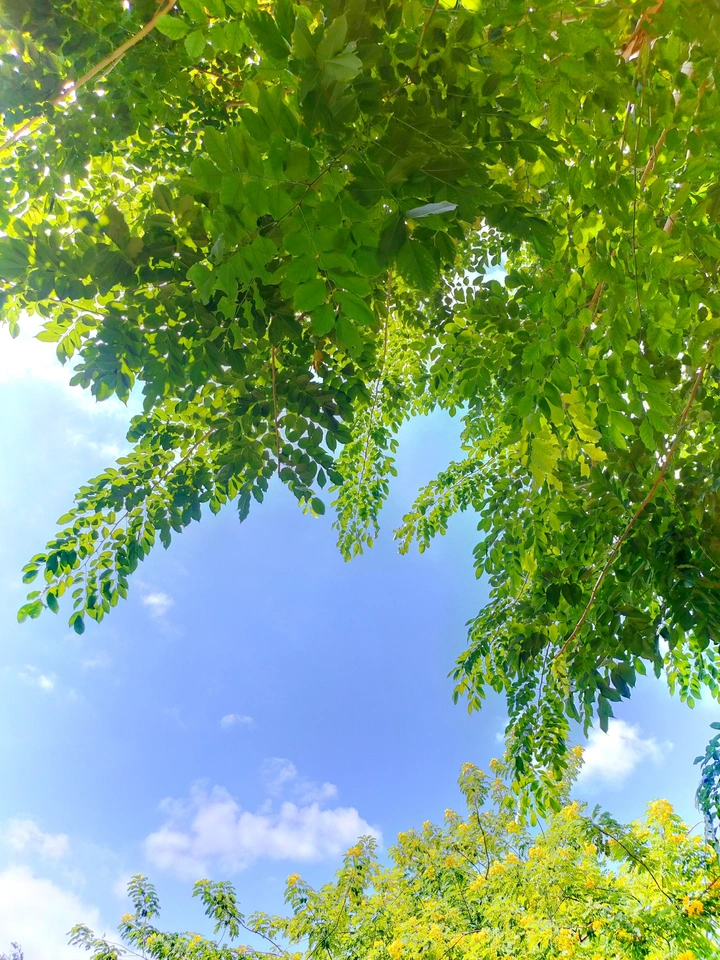 童年的蝴蝶