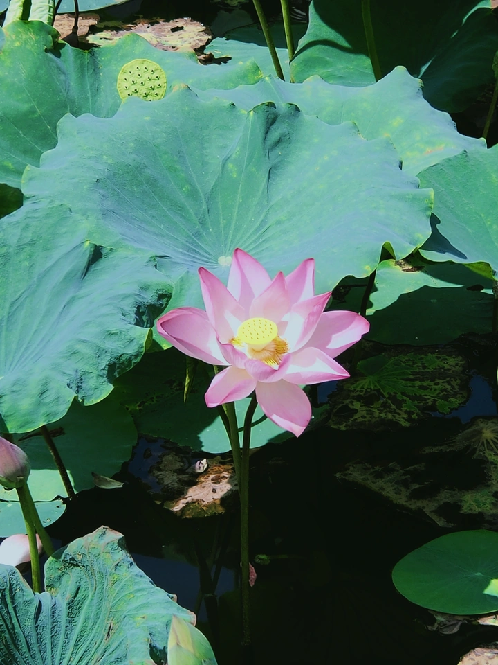 夏天的红莲花