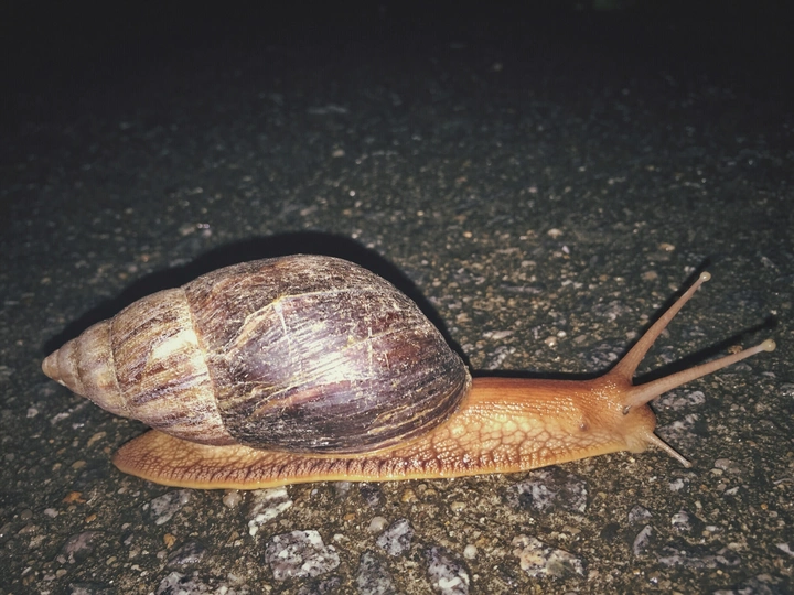 夜晚独行的大蜗牛