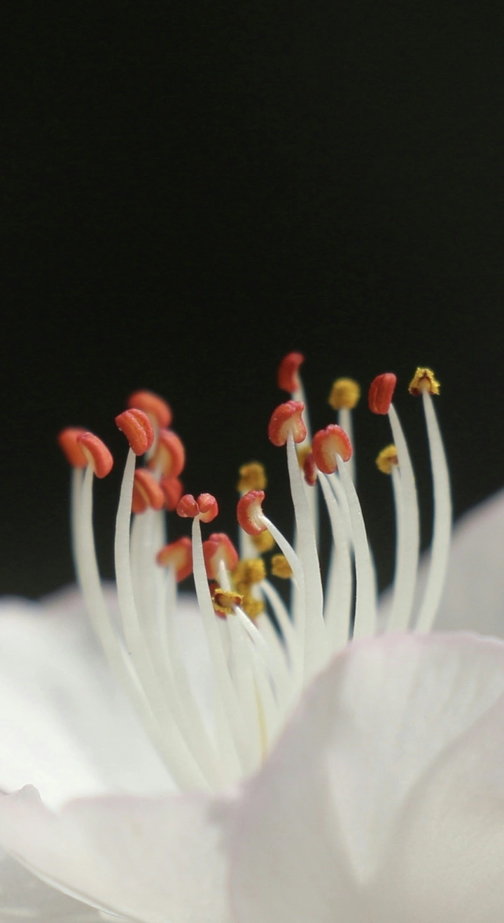 蕊