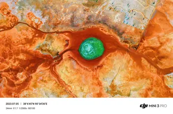 花朵中有一个绿色的球