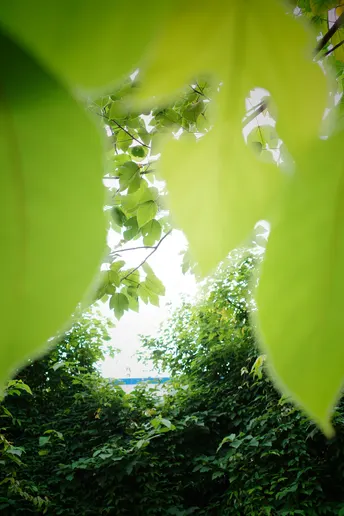 一片绿叶在绿林中