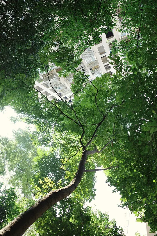 抬头望森林中高大的树木的树冠