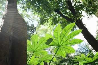 阳光透过树木和植物在森林中