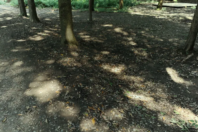 一条林间小路或森林小径 有树木遮阳