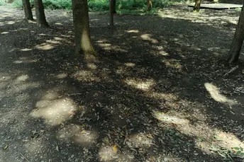 一条林间小路或森林小径 有树木遮阳