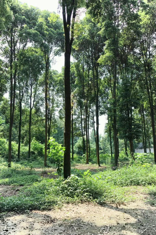 一条通往森林深处高树的道路