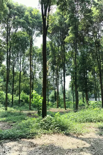 一条通往森林深处高树的道路