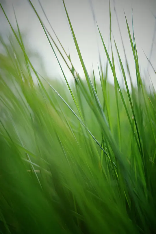 绿草茵茵的草地