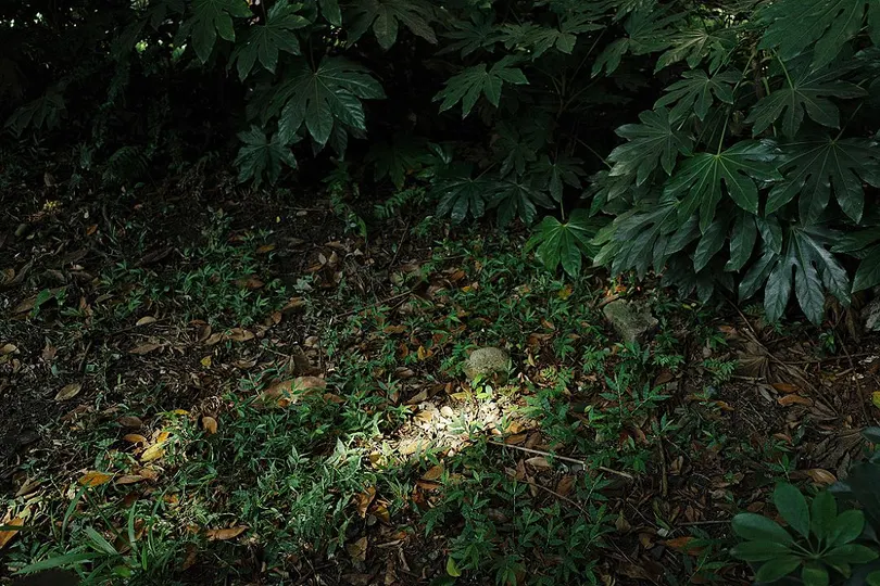 消防栓位于绿森林的正中央