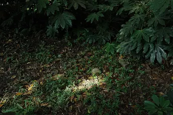 消防栓位于绿森林的正中央