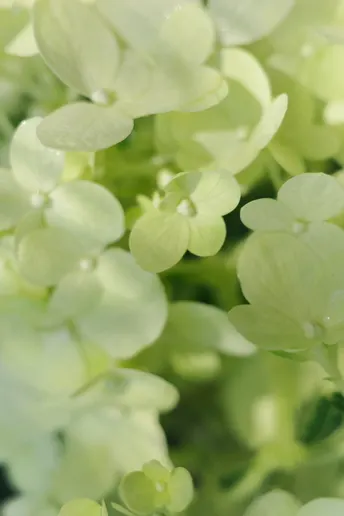 绿色植物的近景 带有白色花朵