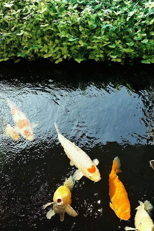 鱼塘中的金鱼