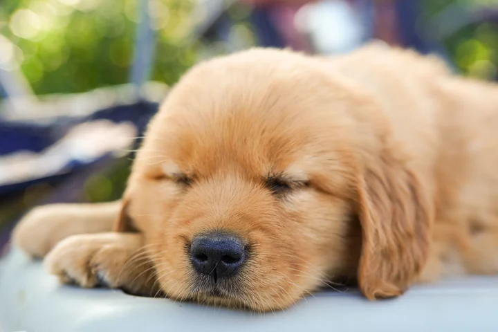 金毛儿幼犬